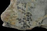 Fossil Flora (Sphenopteris & Lycopodites) Plate - Kentucky #138538-4